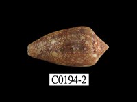 藏品(織錦芋螺)的圖片